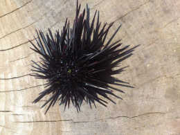 uni