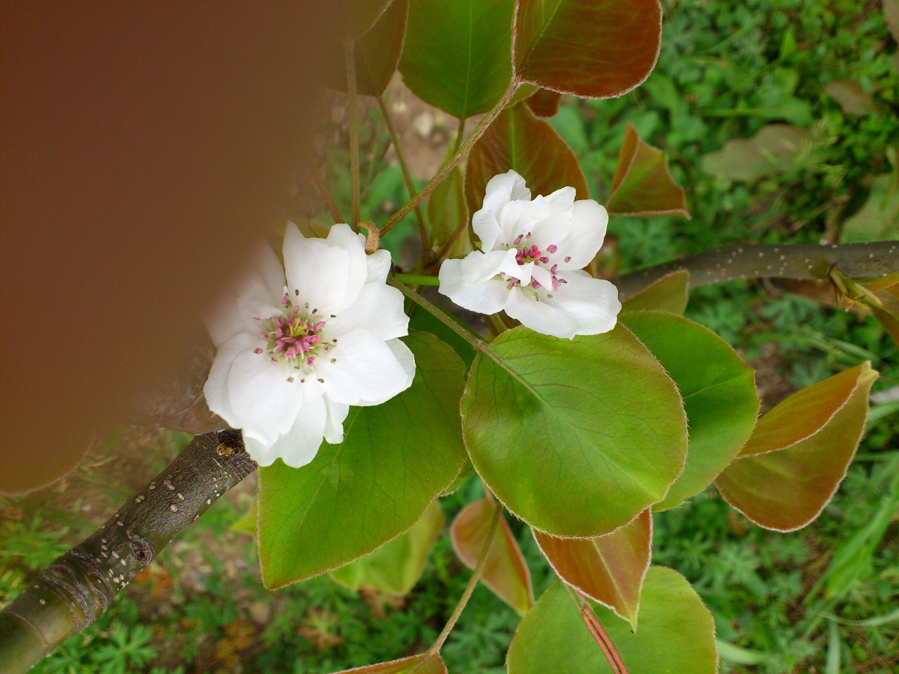 なしの花