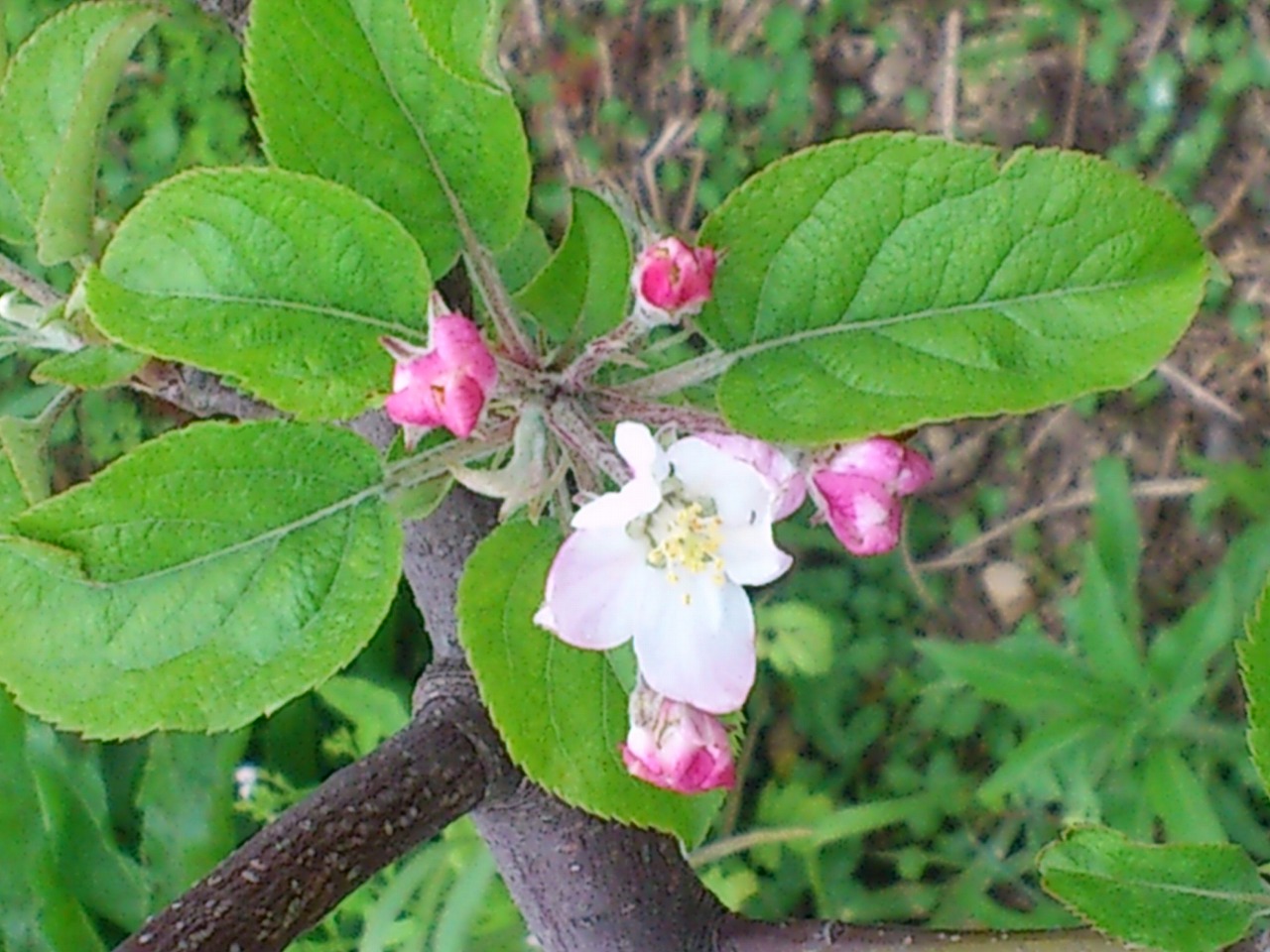 リンゴの花